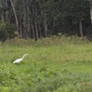 040 LOANGO Riviere Rembo Ngove Oiseau Grande Aigrette Egretta alba 12E5K2IMG_78562wtmk.jpg
